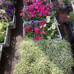 花苗