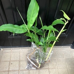 茗荷ミョウガ🌱間引き苗　②