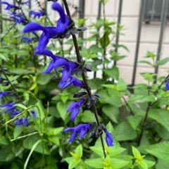大量メドーセージ庭の花