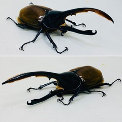 ヘラクレスリッキー 146.7ミリ オス単品