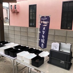 5月24日10:30〜 メダカ販売行います