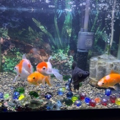 フルセット水槽＋金魚・エビ付き