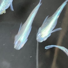 メダカ　サバの極み　10匹＋αの画像