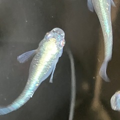 メダカ　サバの極み　10匹＋αの画像