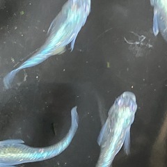 メダカ　サバの極み　10匹＋αの画像