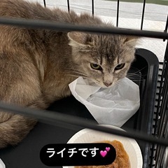里親募集中！グレーの子猫 - 猫