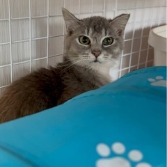 里親募集中！グレーの子猫