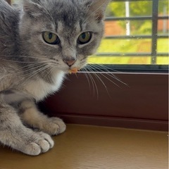 里親募集中！グレーの子猫 - いわき市