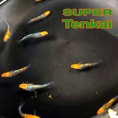 SUPER🏙️天界メダカ🏙️有精卵３５個+500ml爆殖💥ゾウリ...