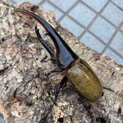 【夏の思い出に】ヘラクレスオオカブト