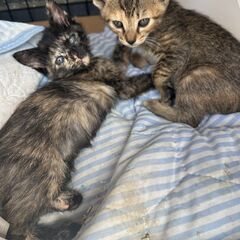 甘えん坊子猫ちゃん里親募集中