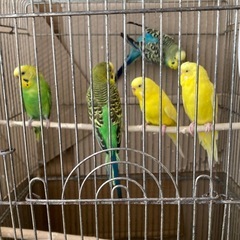 セキセイインコ5羽里親募集