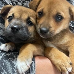 茨城県内　子犬　里親募集です！