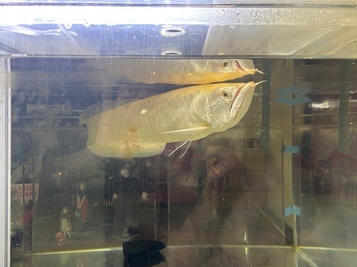 【引き取り限定】シルバーアロアナ50センチ〜60センチ