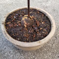 アボカド　苗木の画像