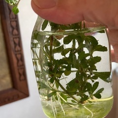 ヒメイワダレソウの画像