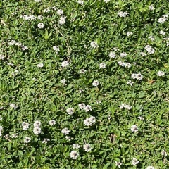 ヒメイワダレソウの画像