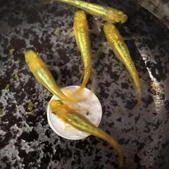 サンシャイン　めだか　有精卵～発眼卵　３０個以上