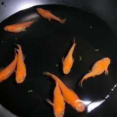 紅帝　めだか　有精卵～発眼卵　３０個以上　又は針子２０匹以上