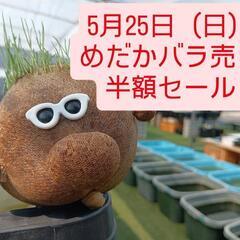 【メダカ】めだか養魚場  ミクタファーム 