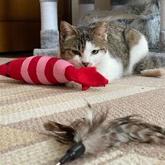 里親様募集！めちゃくちゃ人懐っこい女の子です🐱 - 猫