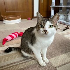 里親様募集！めちゃくちゃ人懐っこい女の子です🐱 − 徳島県