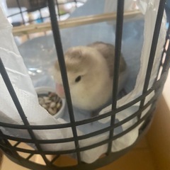 コザクラインコ？