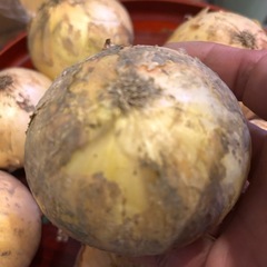 わけあり、選別もれ、新玉ねぎ、20個
の画像