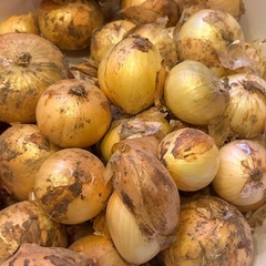 わけあり、選別もれ、新玉ねぎ、20個
の画像