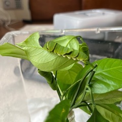 ナミアゲハの幼虫、いりませんか？