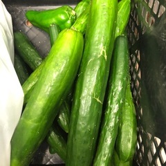 野菜を栽培してみませんか