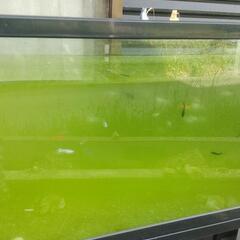 グリーンウォーターの画像