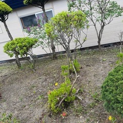 花など