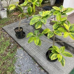 観葉植物、ゴムノキ