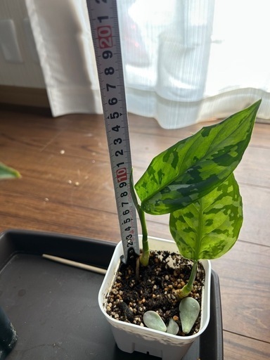 アグラオネマ　ピクタム　アンダマン　マルチカラー