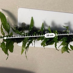 ミクロソリウム　流木付きモス巻き済み　約38cm 水草　ADA ...
