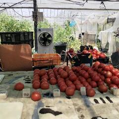 トマト農園の収穫期アルバイト