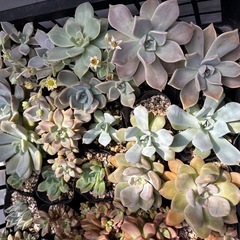 多肉植物　色々の画像