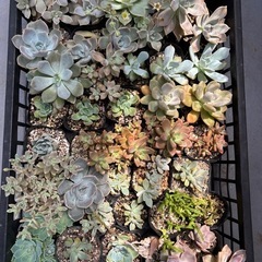 多肉植物　色々