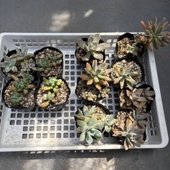 多肉植物