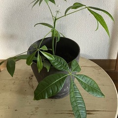 観葉植物パキラ🪴の画像