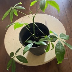 観葉植物パキラ🪴