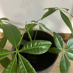 観葉植物パキラ🪴の画像