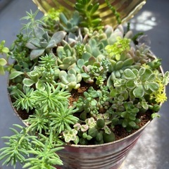 多肉植物　寄せ植えの画像
