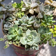 多肉植物　寄せ植え値下げしました！の画像