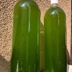 グリーン🟩ウォーター源水👀メダカ飼育針子から成魚迄.すくすくと！...