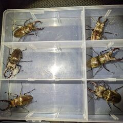 2025クワガタ採集好きな親子の方❗️