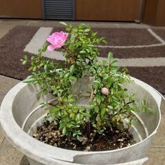 ミニバラ