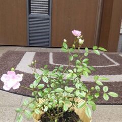 ミニバラ