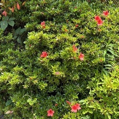 庭木、庭石
お譲り致します！の画像